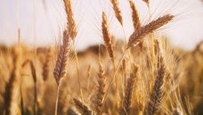 Wheat crop representing a multinational seeds producer